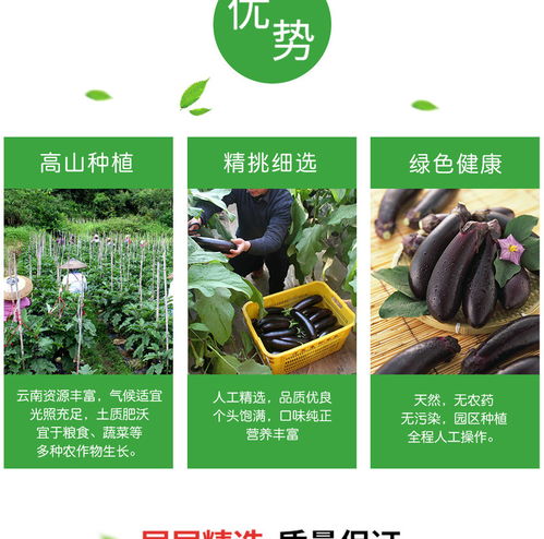 譽(yù)福園云南長茄子 農(nóng)家自種黑紫茄子，新鮮直供的云味之選
